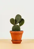 botanic-botanical-botany-1657110.jpg