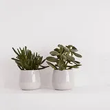 cactus-ceramics-clear-water-1166642.jpg